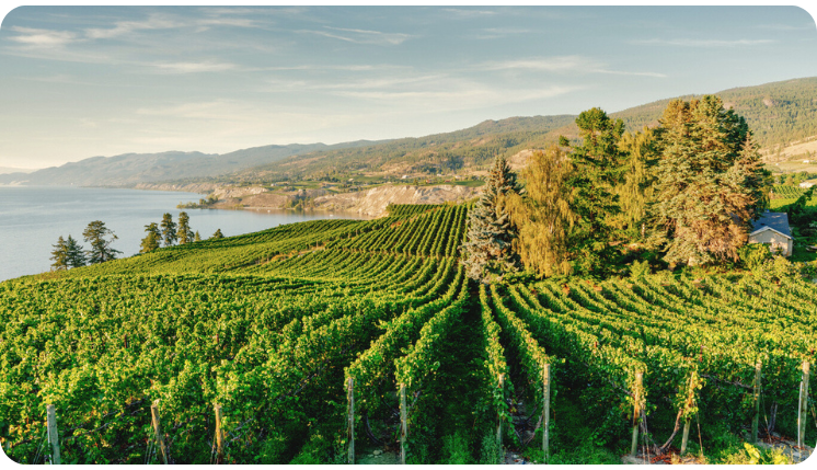 Vineyard rows above Okanagan Lake in the South Okanagan.